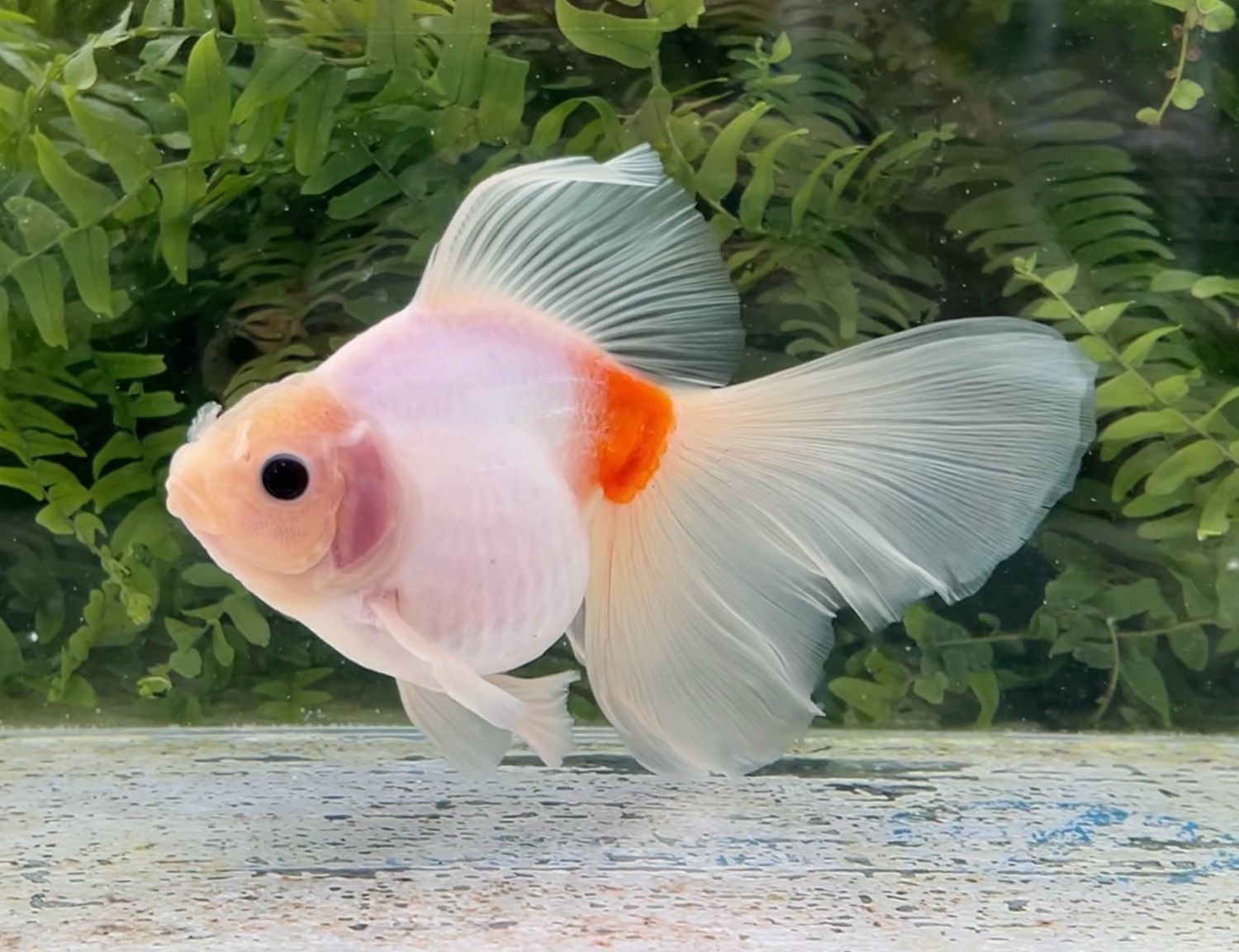 Sakura Veiltail (F, 6.75”) - Free Shipping