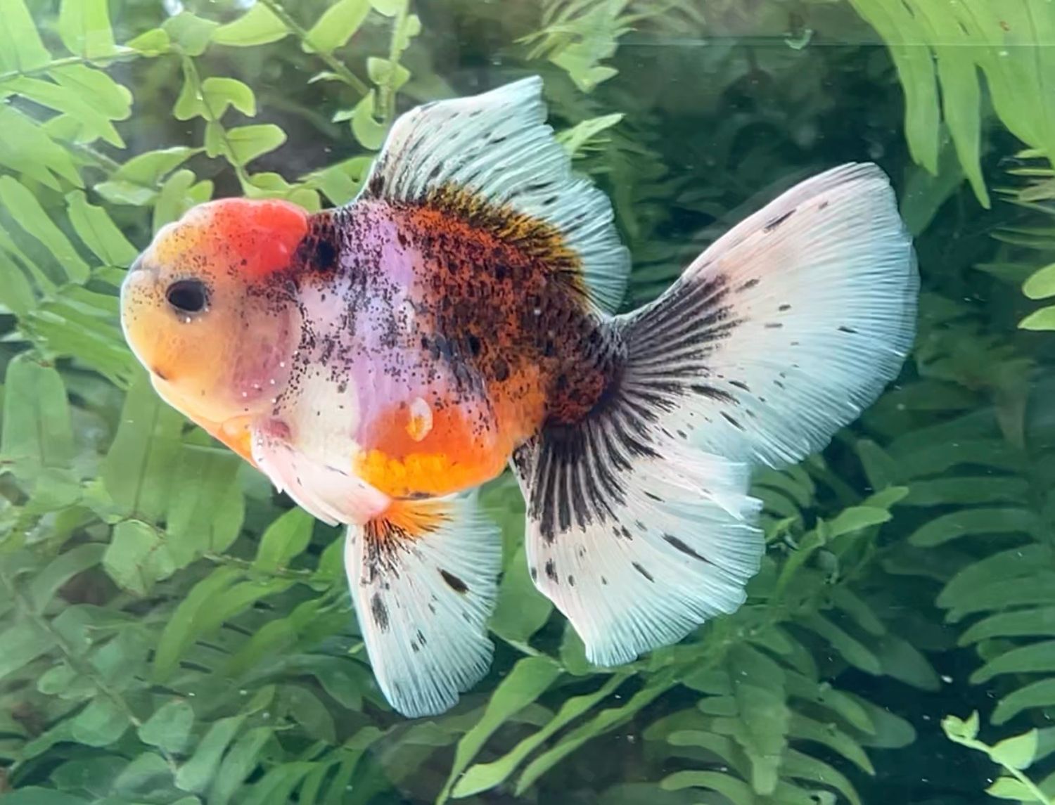 Calico Rosetail Oranda (M, 4.25”) - Free Shipping