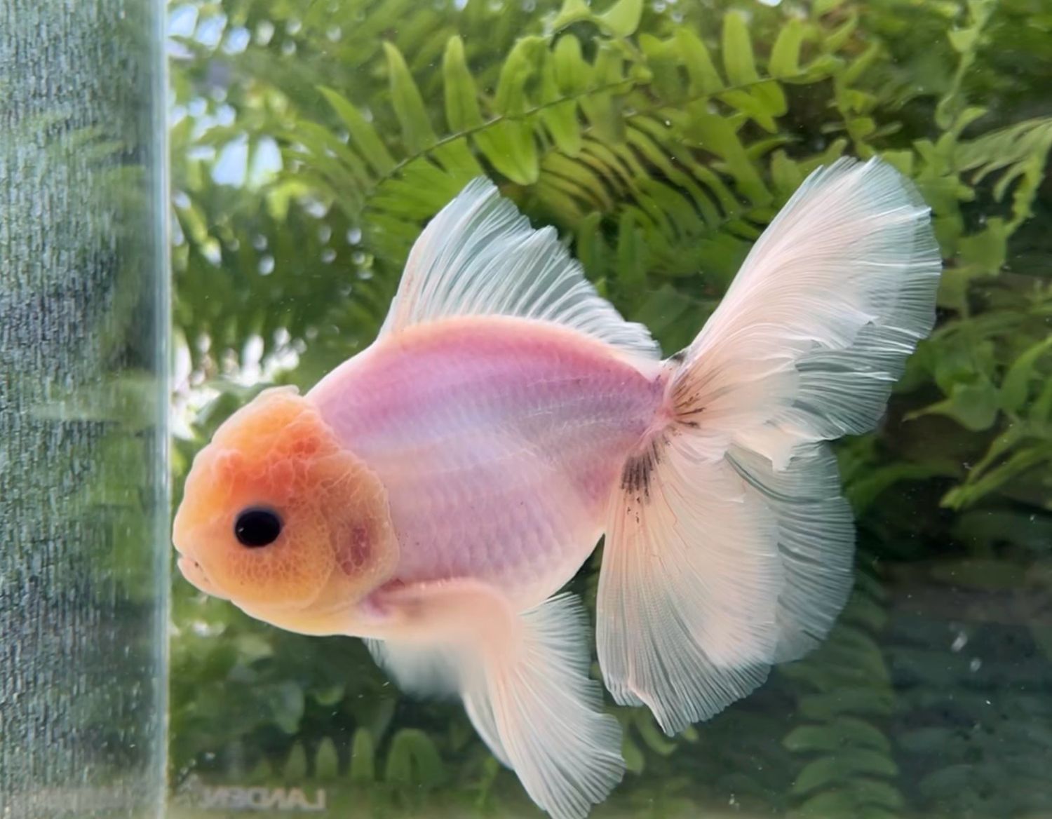 White Matte Rosetail Oranda (M, 5.5”) - Free Shipping