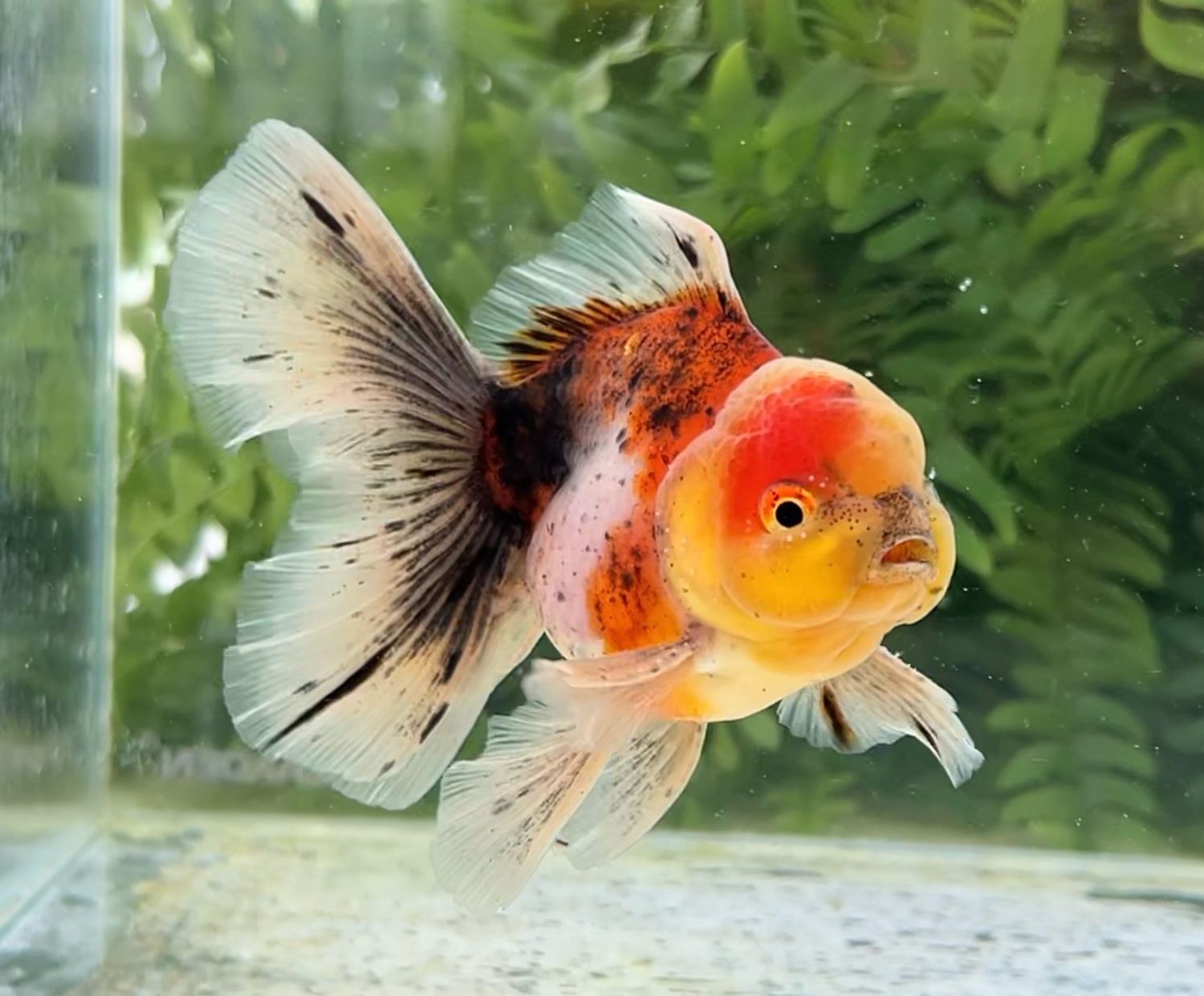 Calico Rosetail Oranda (M, 4.25”) - Free Shipping