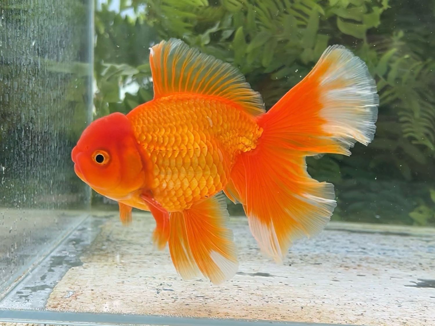 Red Peonytail Oranda (M, 5.75”) - Free Shipping
