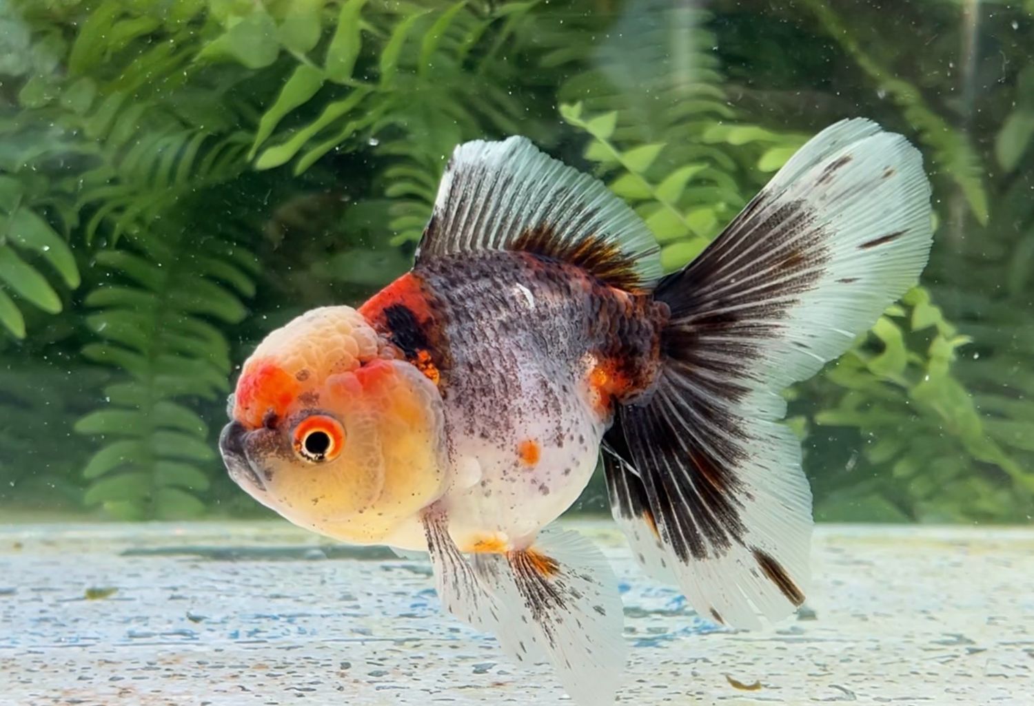 Calico Rosetail Oranda (F, 4.5”) - Free Shipping