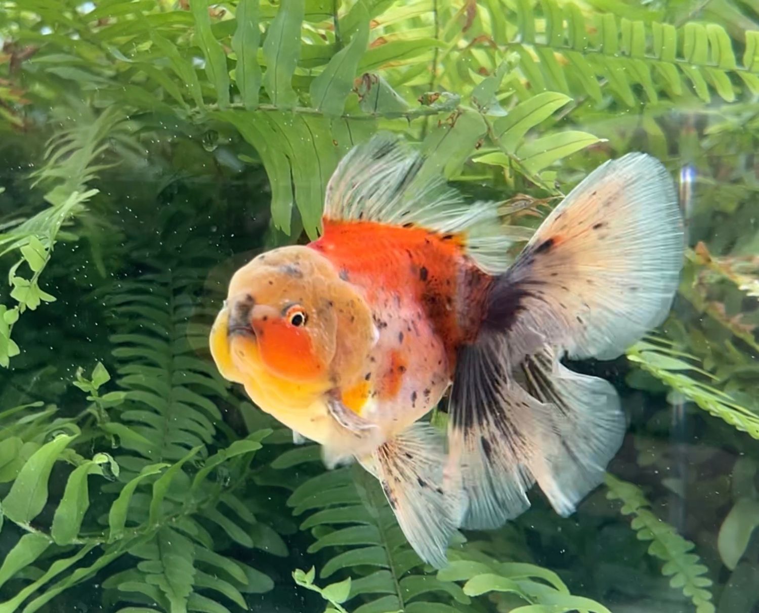 Calico Rosetail Oranda (M, 4.5”) - Free Shipping
