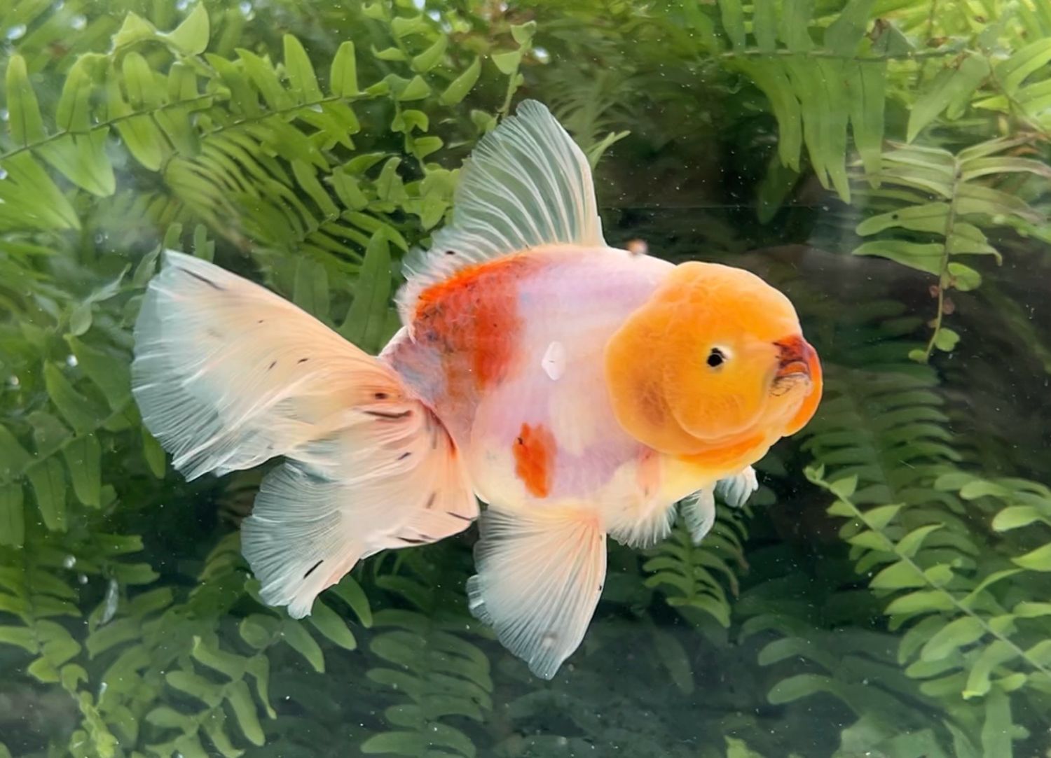 Sakura Lotus Leaf Tail Oranda (M, 5.5”) - Free Shipping