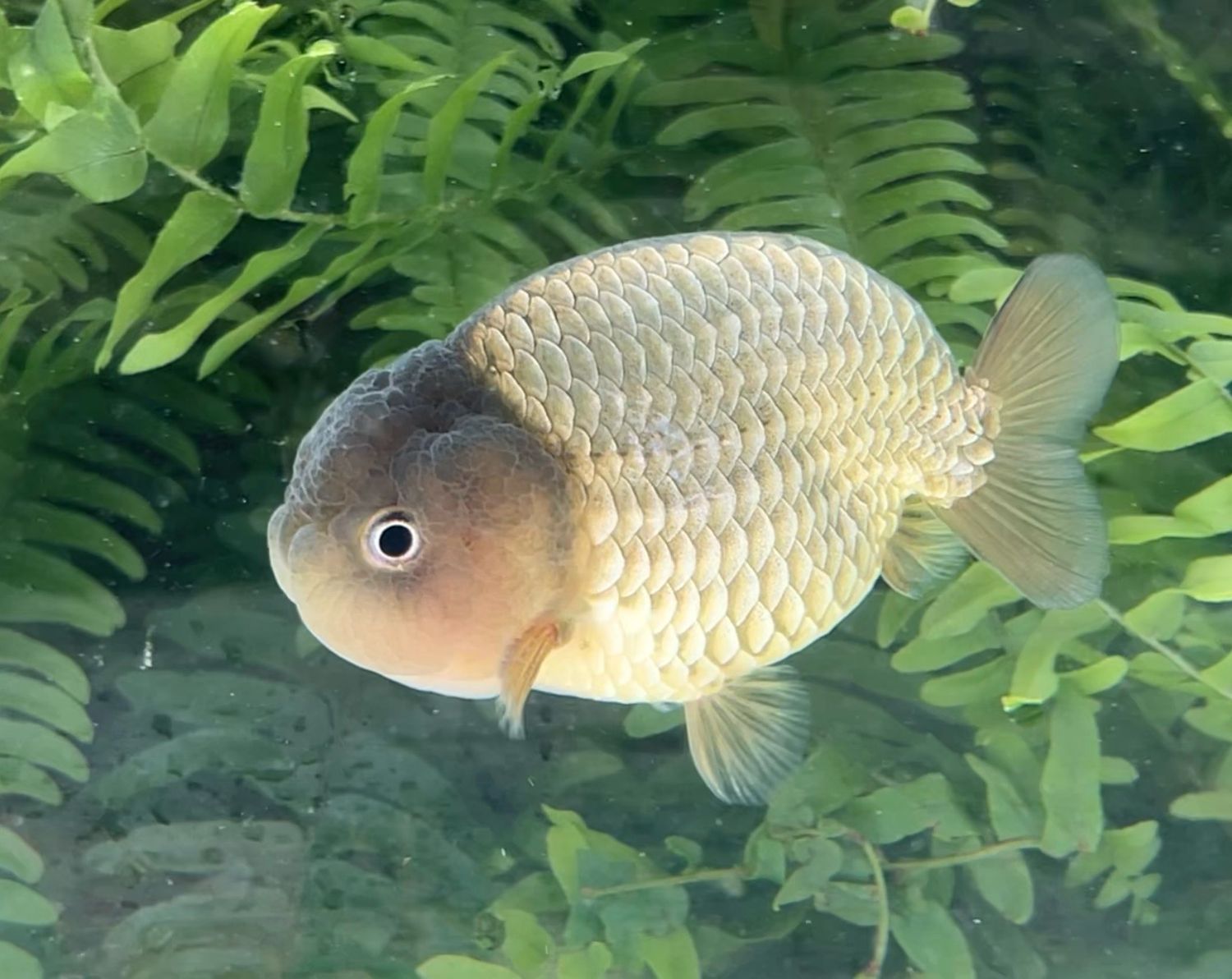 Bronze Yuanbao Ranchu (M, 3.75”) - Free Shipping