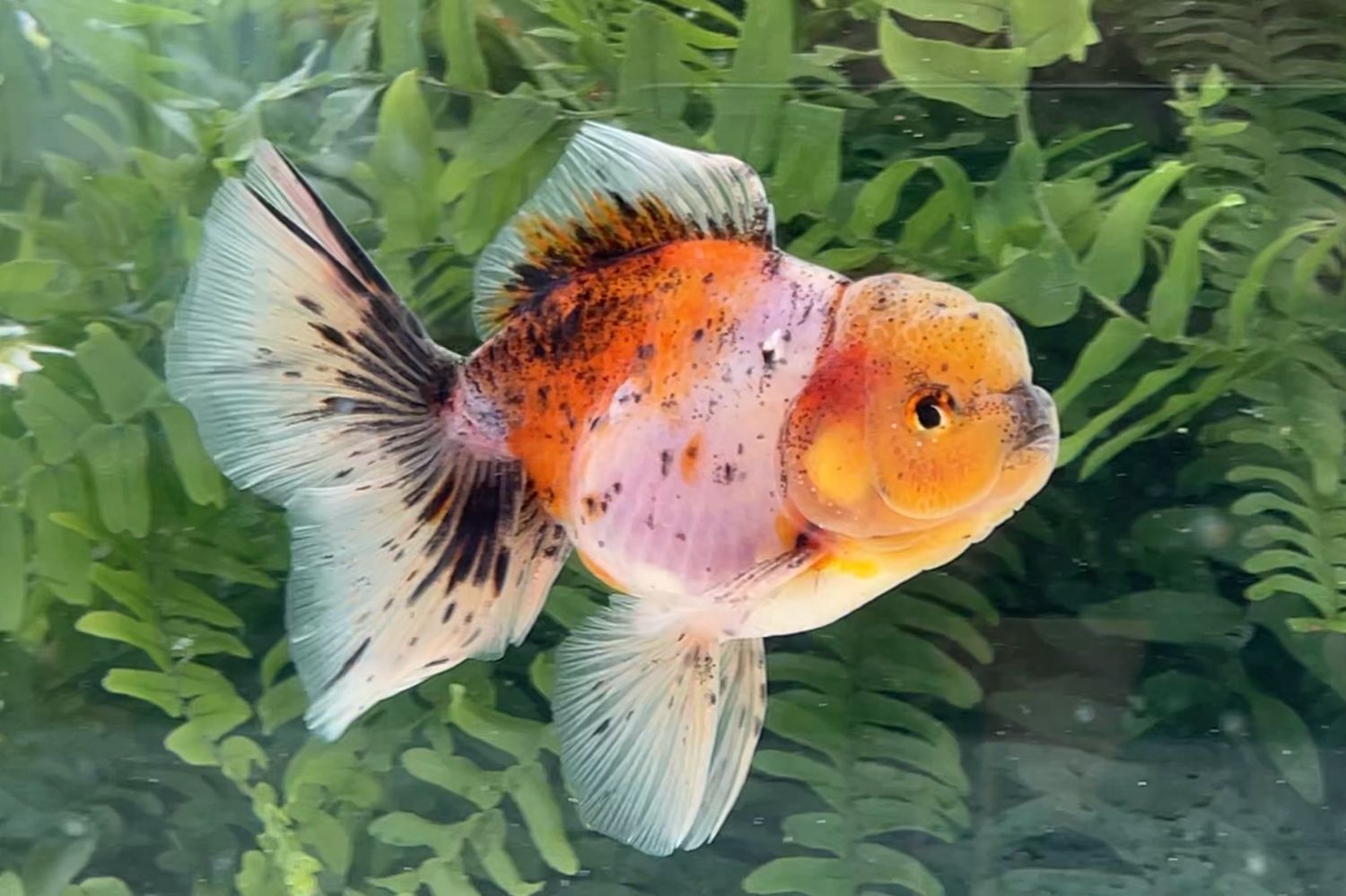 Calico Rosetail Oranda (M, 4.5”) - Free Shipping