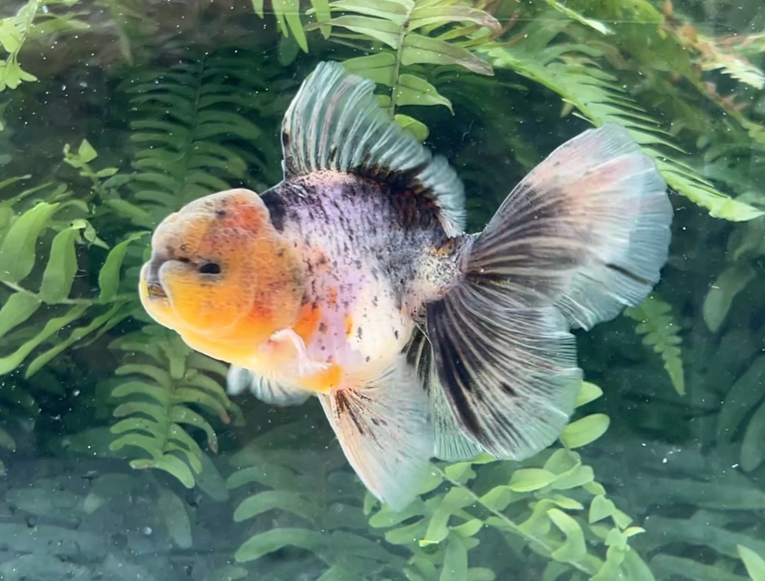Calico Rosetail Oranda (M, 4.5”) - Free Shipping