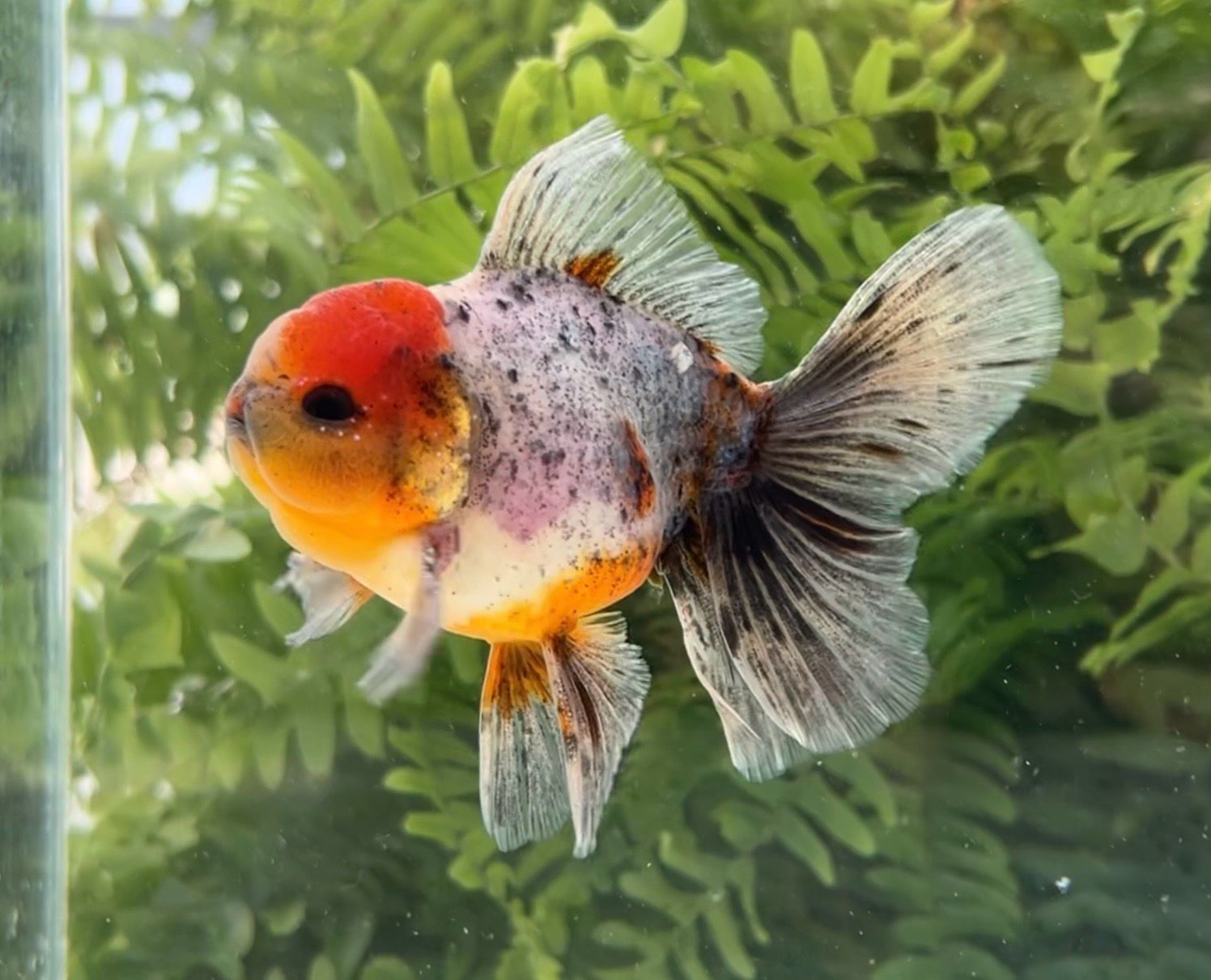 Calico Rosetail Oranda (M, 4.25”) - Free Shipping