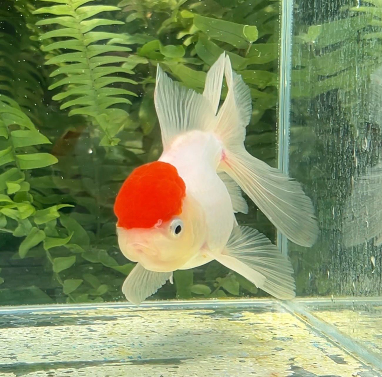 Tancho High Head Oranda (F, 5”) - Free Shipping