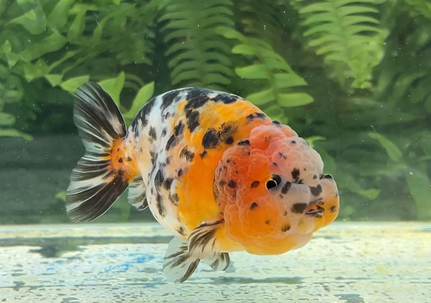 Calico Yuanbao Ranchu (M, 4”) - Free Shipping