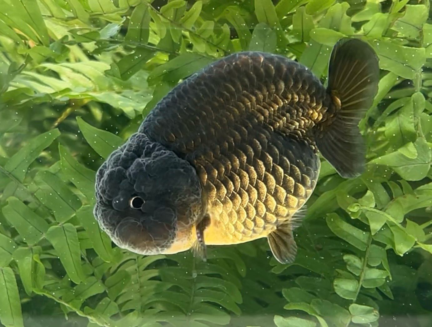 Black Yuanbao Ranchu (M, 3.5”) - Free Shipping
