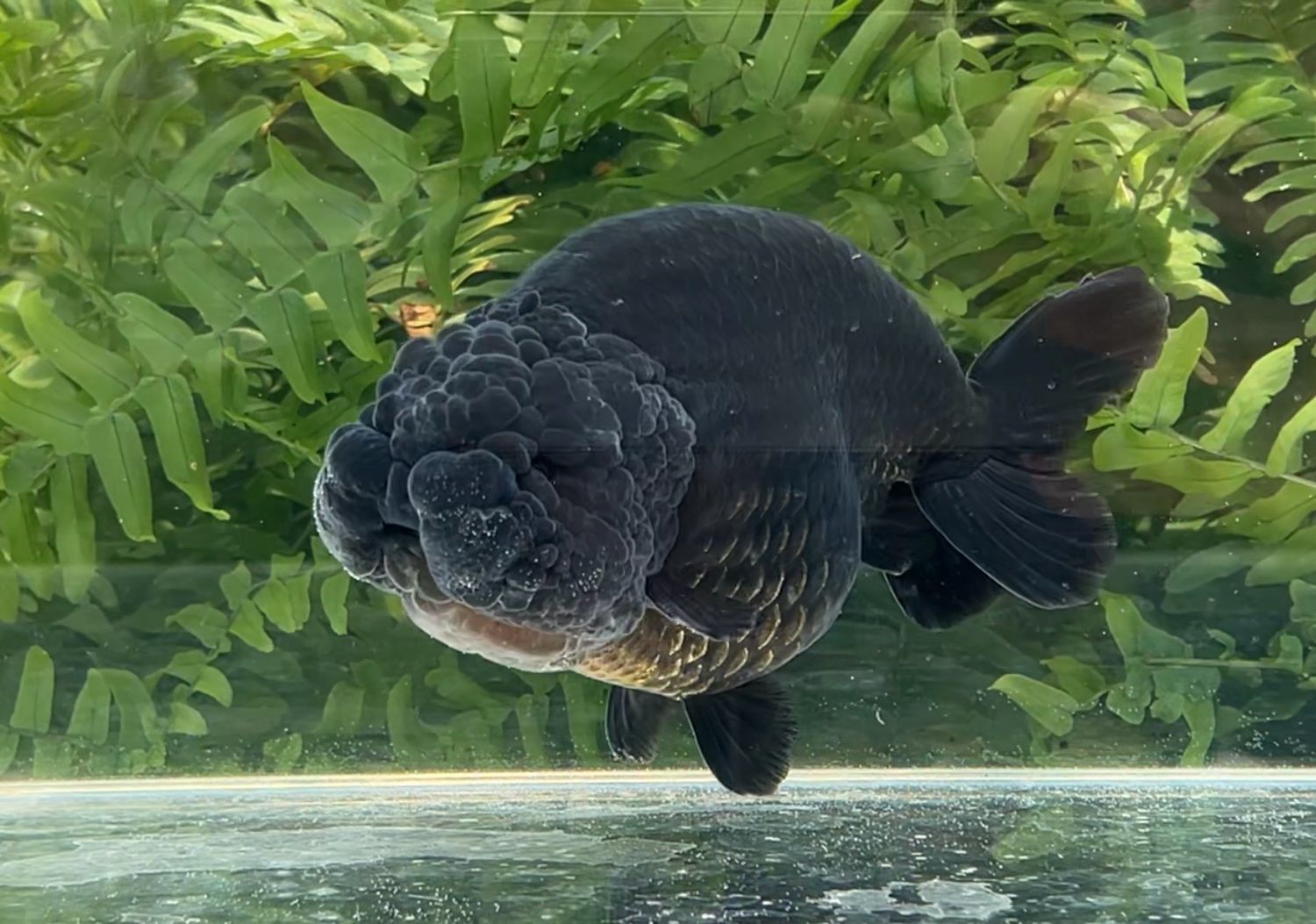 Black Yuanbao Ranchu (M, 5.5”) - Free Shipping