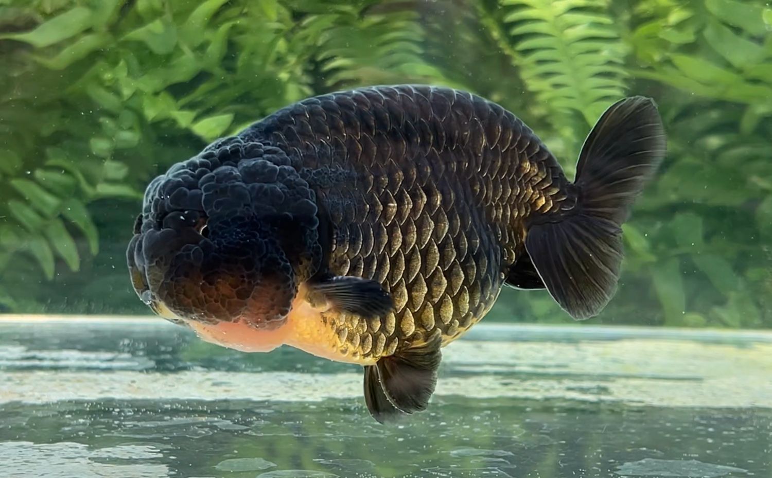Black Yuanbao Ranchu (M, 4.5”) - Free Shipping