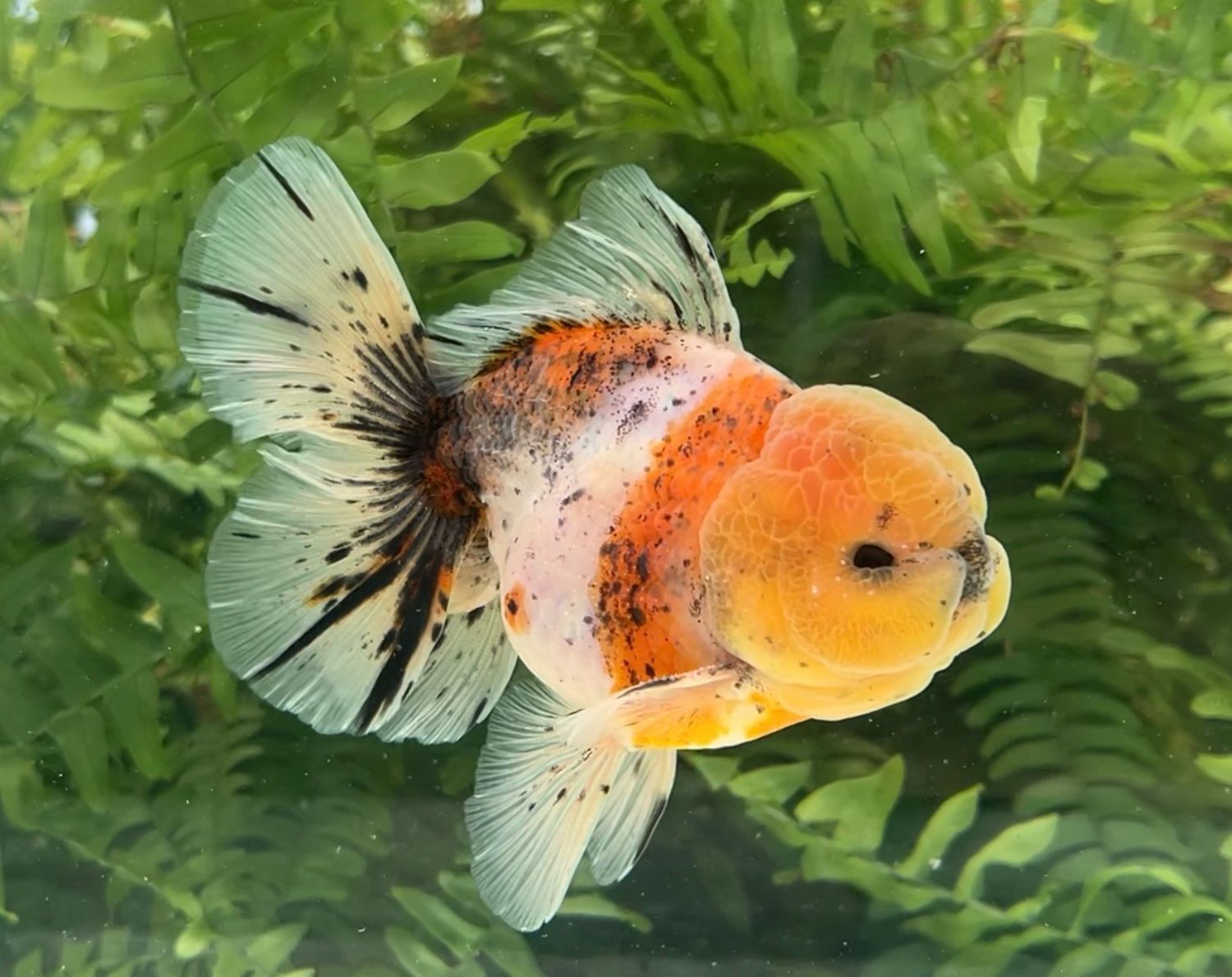 Calico Rosetail Oranda (M, 5”) - Free Shipping