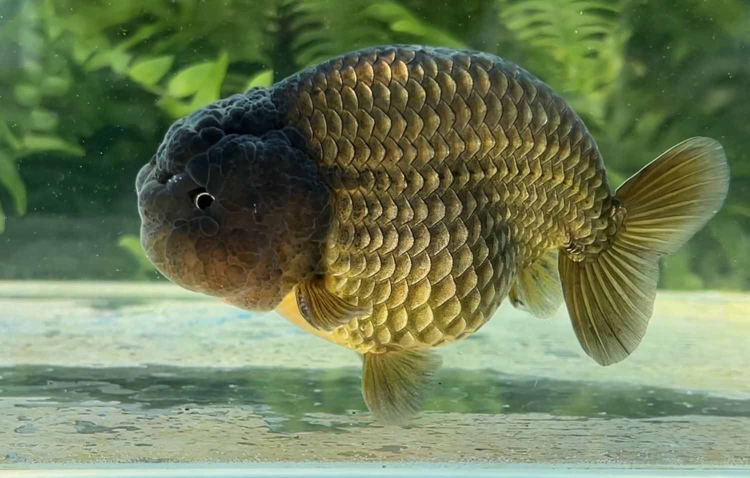 Bronze Yuanbao Ranchu (M, 4.5”) - Free Shipping