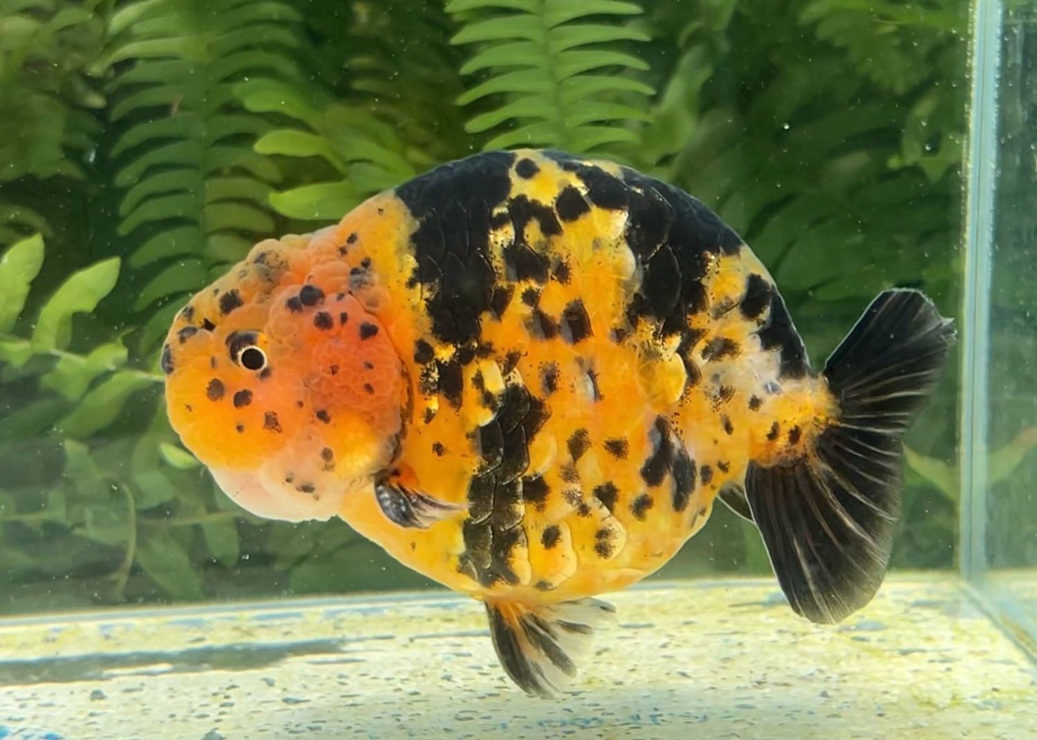Dragon Scale Tiger Yuanbao Ranchu (M, 4.5”) - Free Shipping