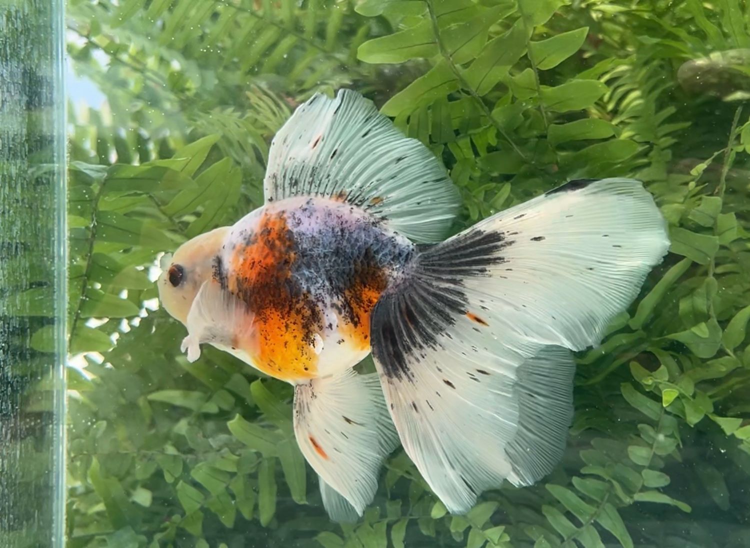 Calico High Head Veiltail (M, 6.5”) - Free Shipping