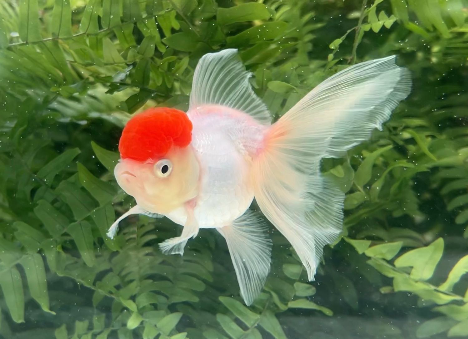 Tancho High Head Oranda (F, 4.5”) - Free Shipping
