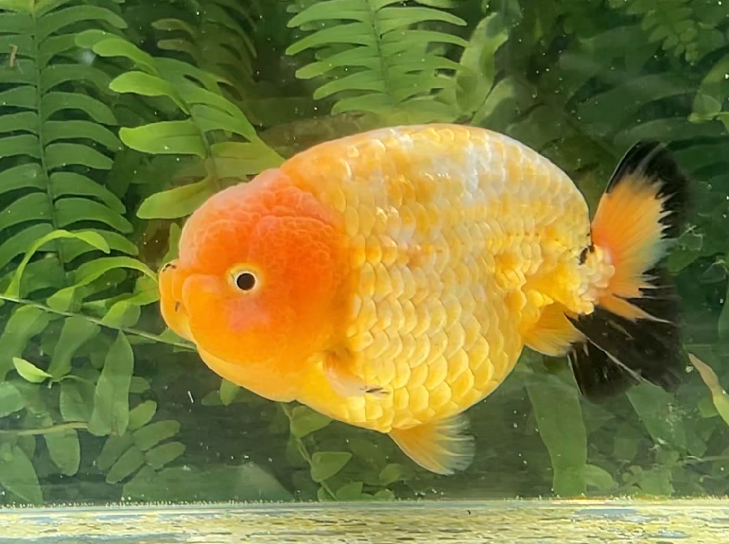 Tri-color Yuanbao Ranchu (M, 4”) - Free Shipping