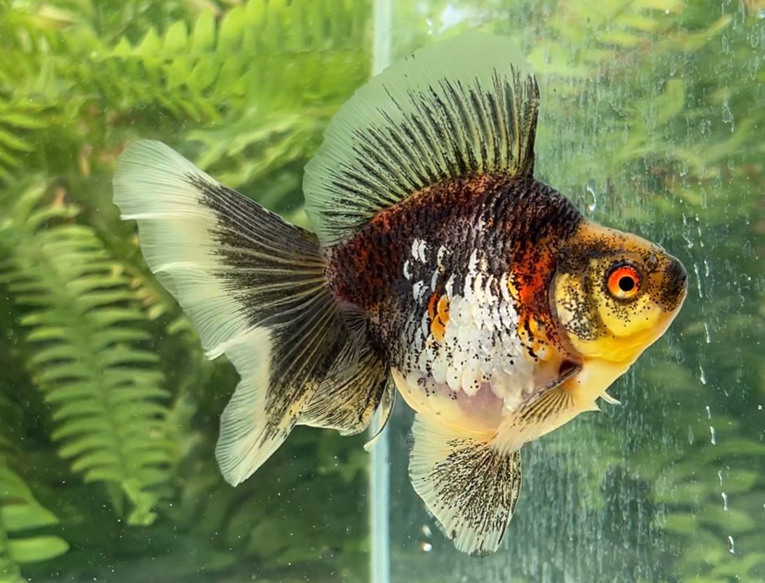 Silver Coin Tri-color Broadtail Ryukin (F, 4.25”) - Free Shipping