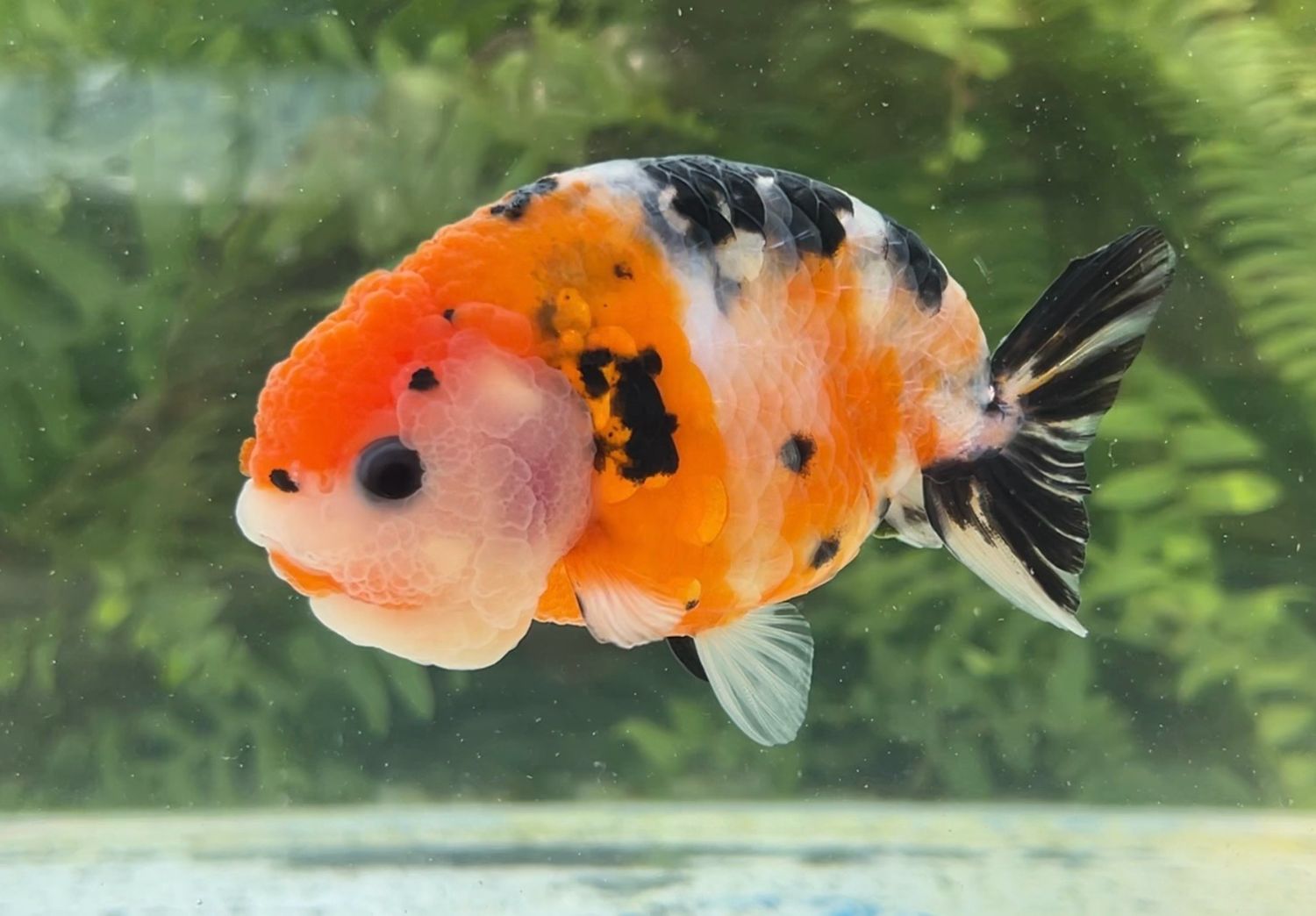 Calico Yuanbao Ranchu (F, 3.5”) - Free Shipping