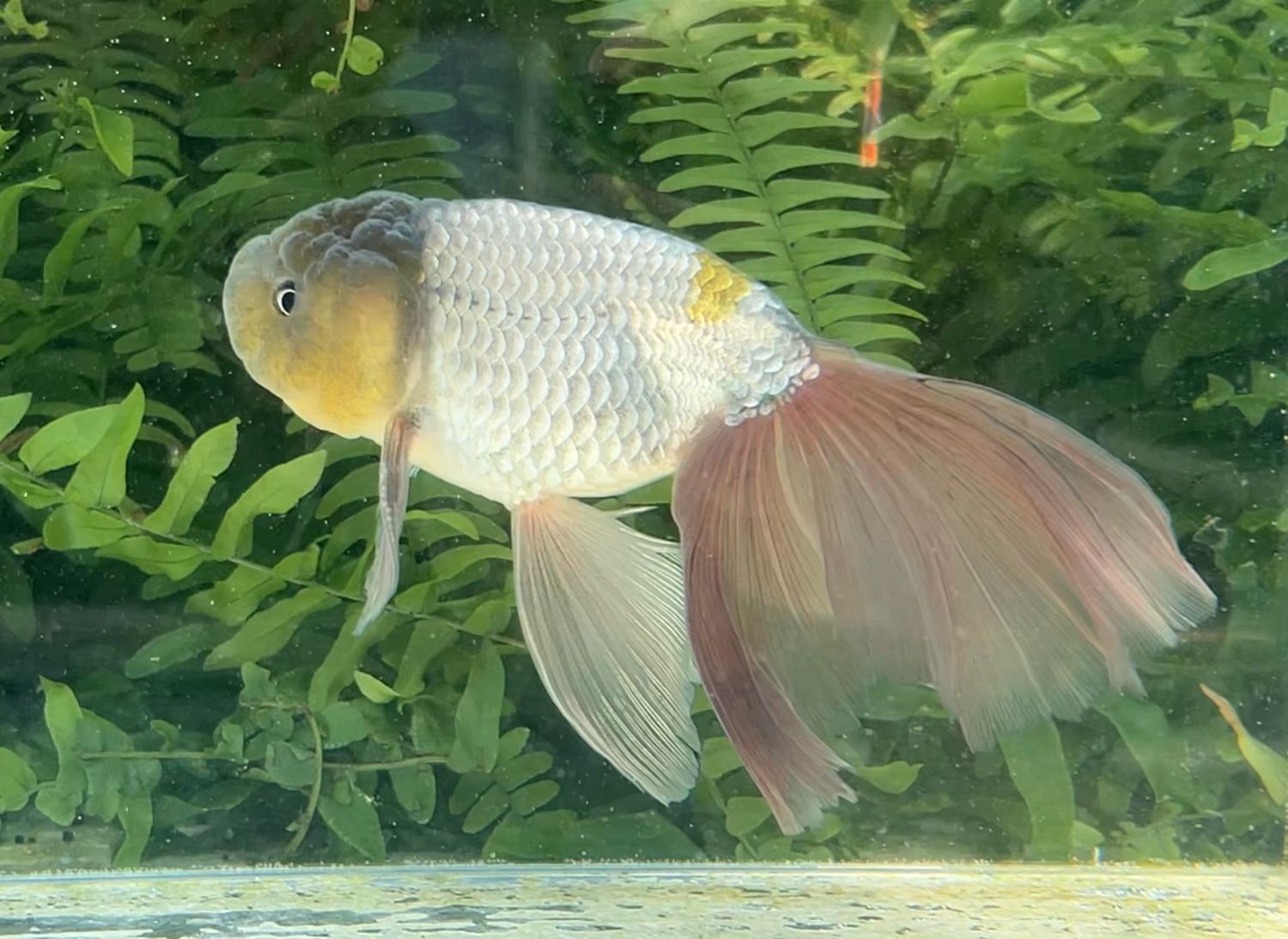 Blue Orchidtail Lionhead (M, 5.75”) - Free Shipping