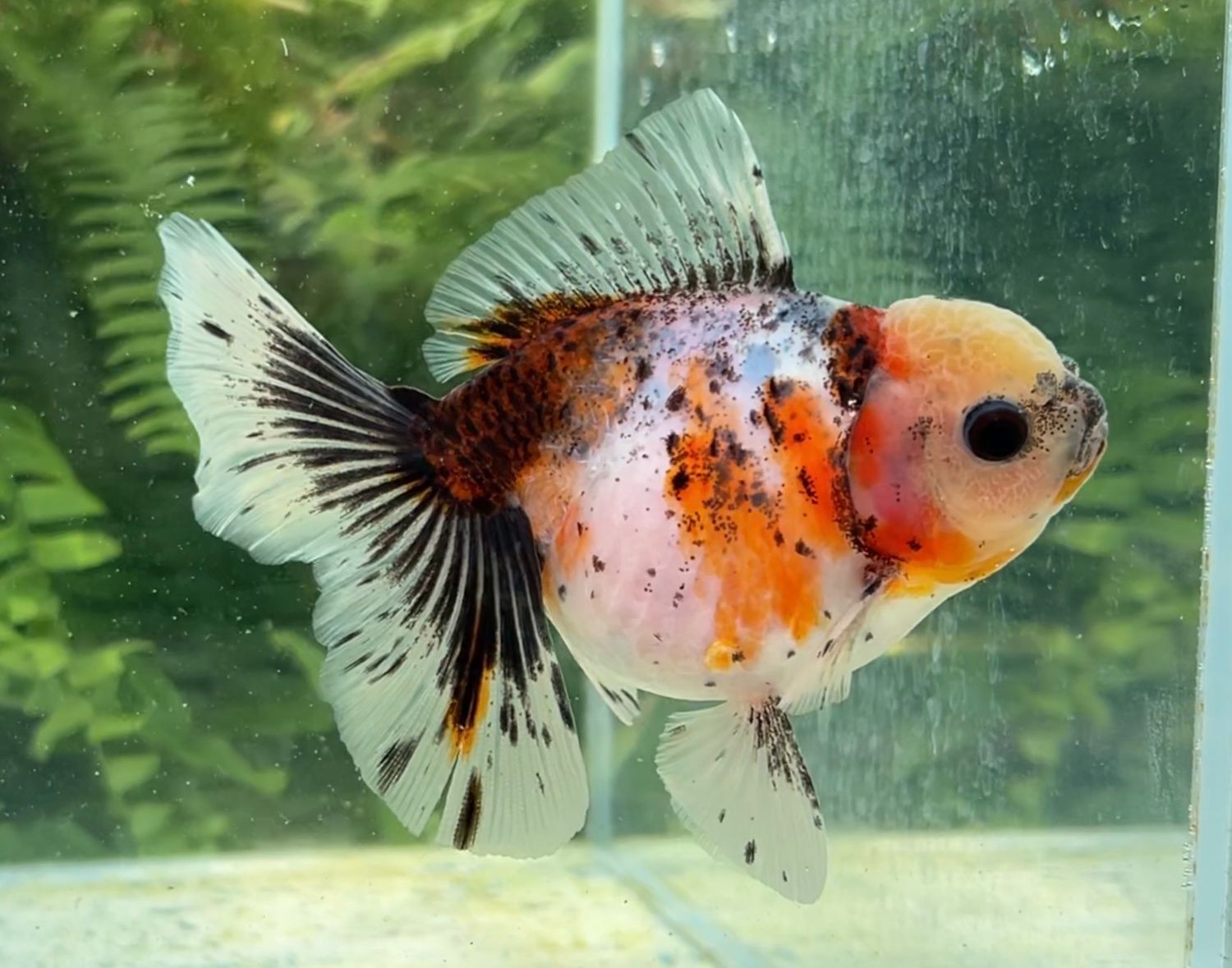 Calico Rosetail Oranda (F, 4.75”) - Free Shipping