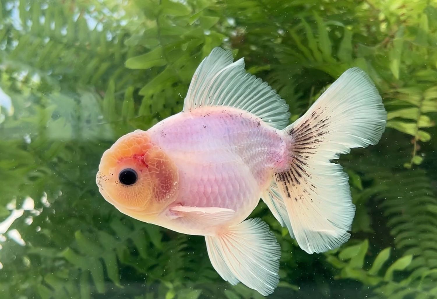 White Matte Rosetail Oranda (M, 5”) - Free Shipping