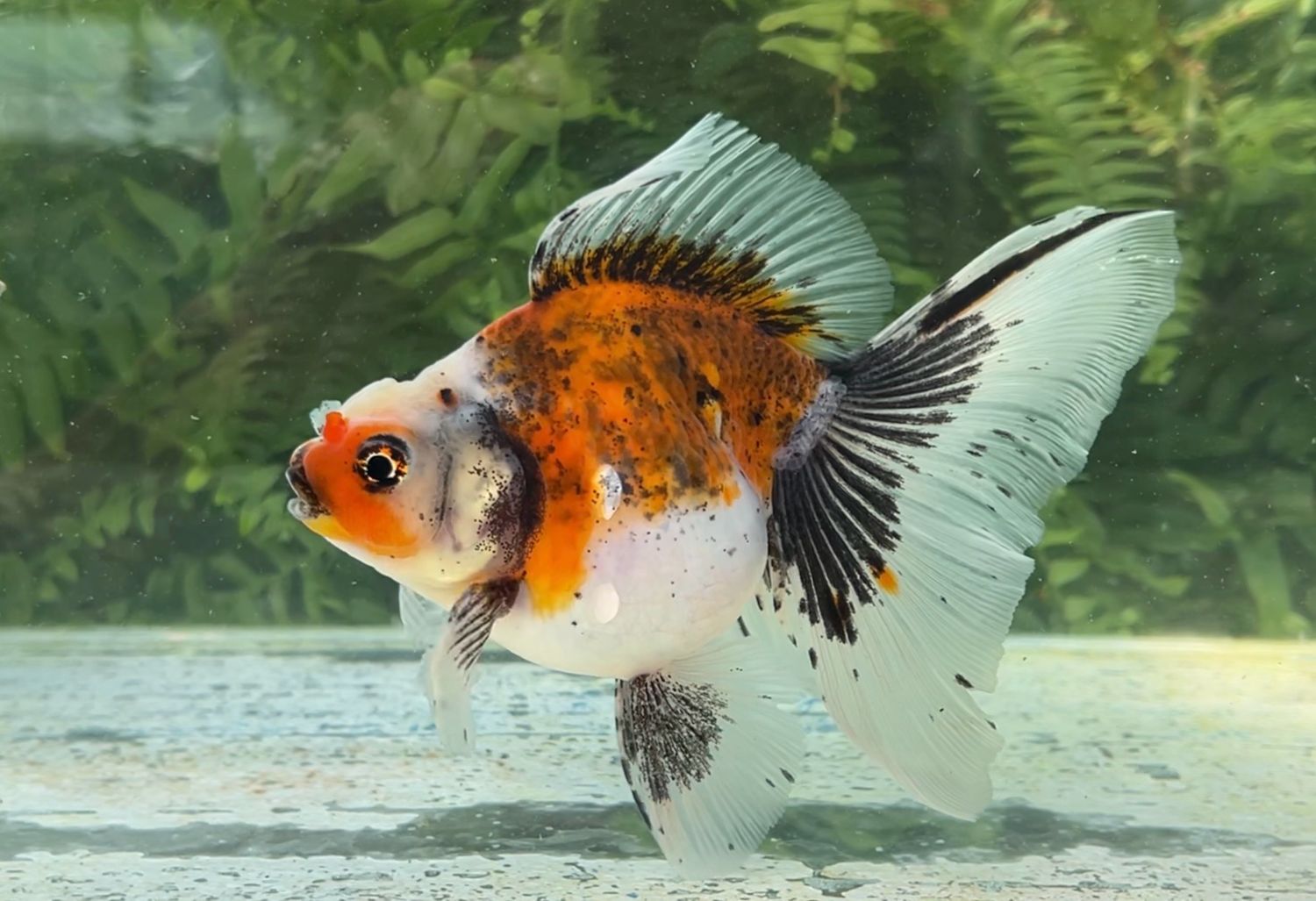 Calico Veiltail (F, 6”) - Free Shipping