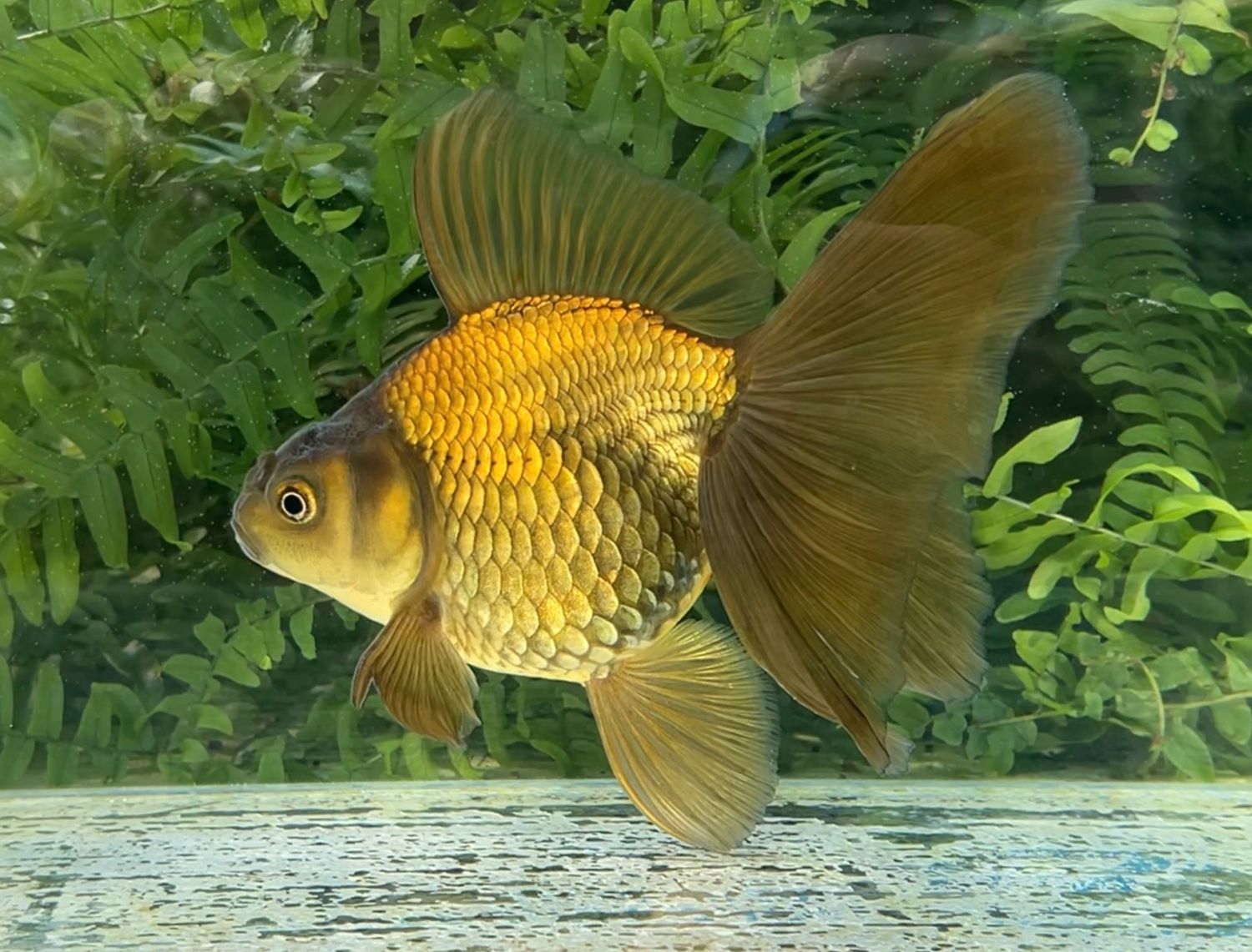 Bronze Veiltail (F, 6.5”) - Free Shipping