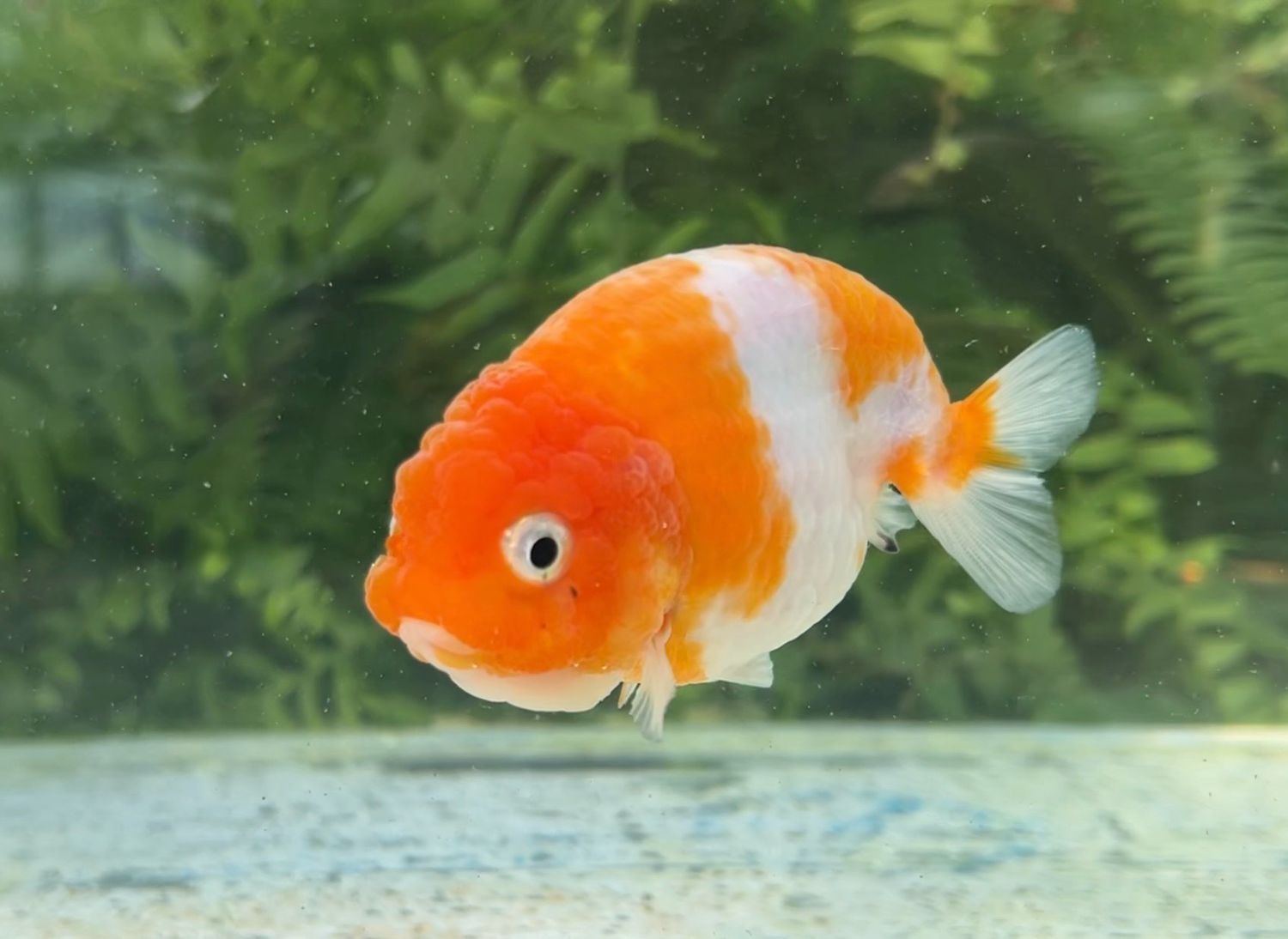 Sakura Yuanbao Ranchu (F, 3.5”) - Free Shipping