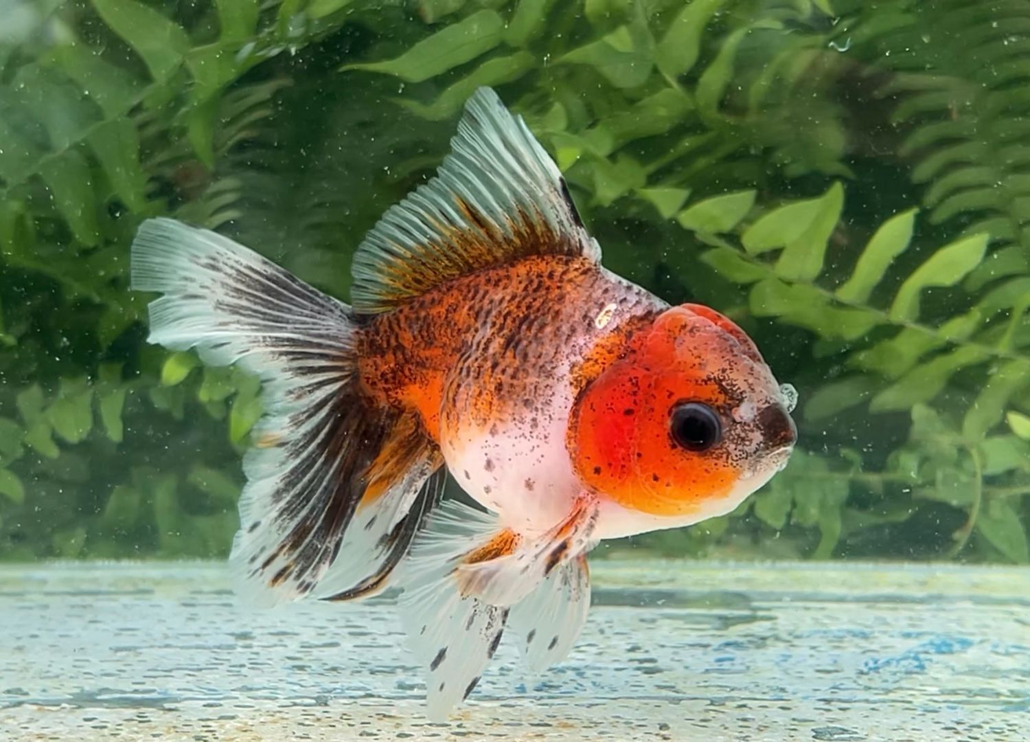 Calico Rosetail Oranda (F, 4.5”) - Free Shipping