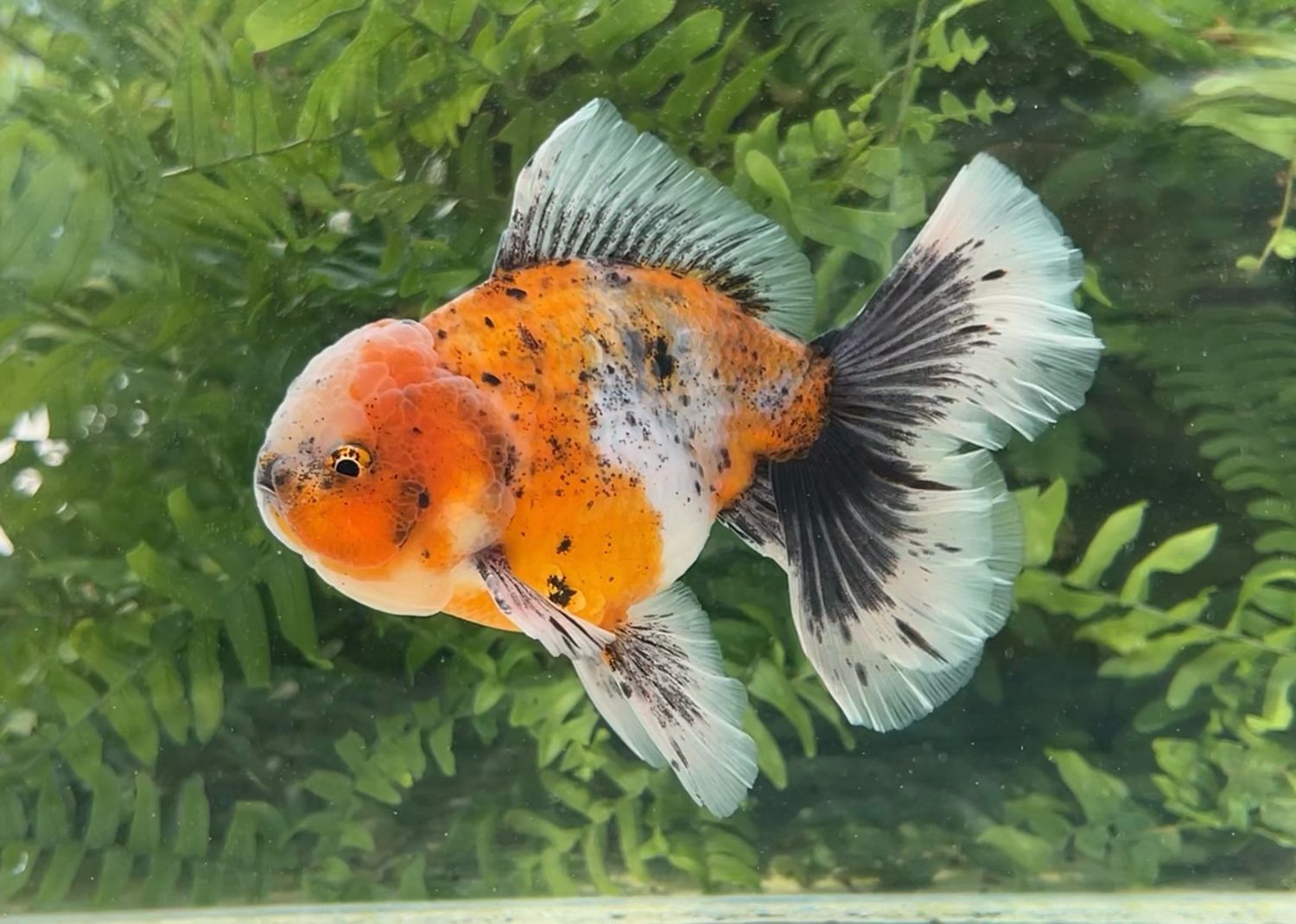 Calico Rosetail Oranda (M, 5.25”) - Free Shipping