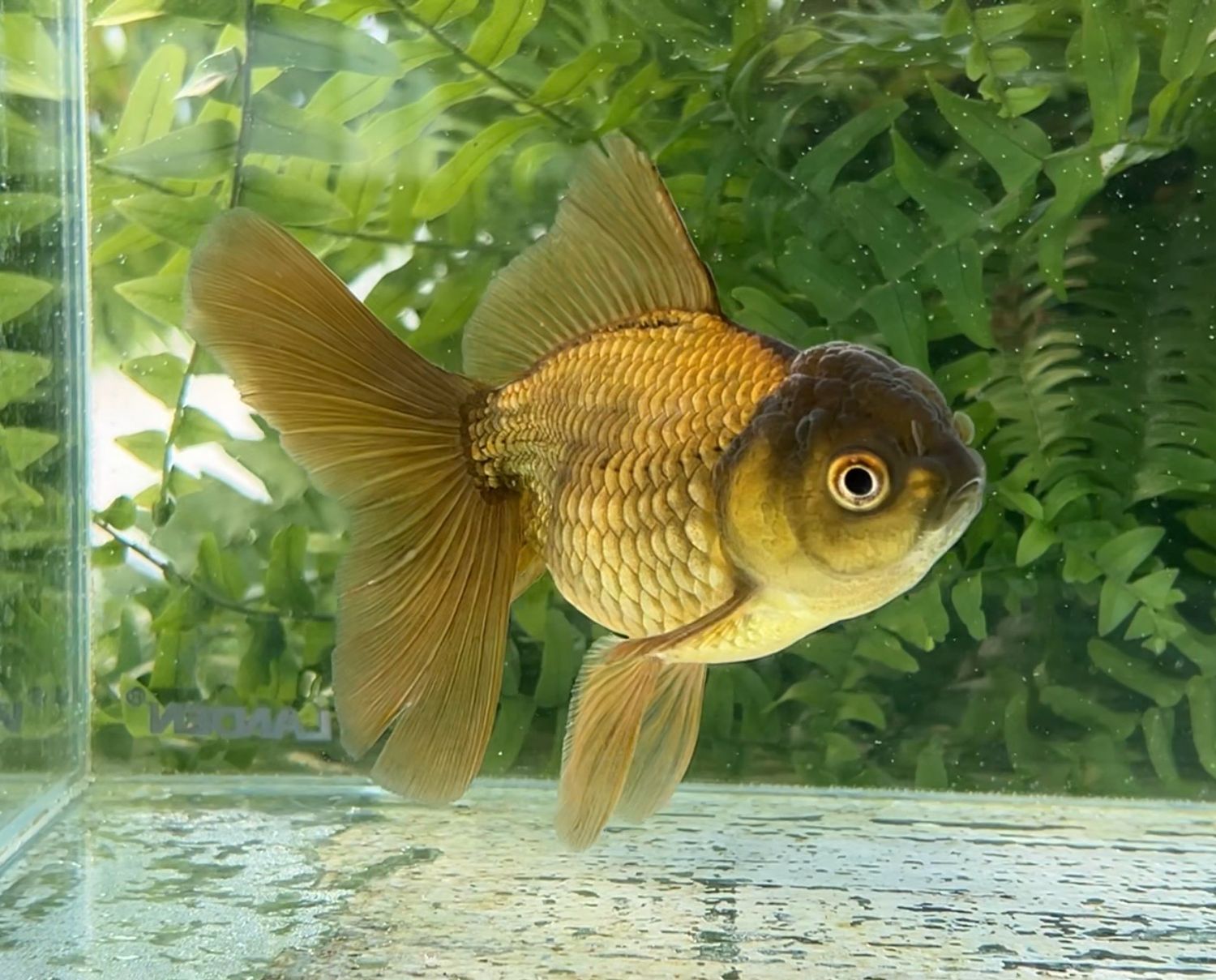 Bronze Rosetail Oranda (F, 4.5”) - Free Shipping