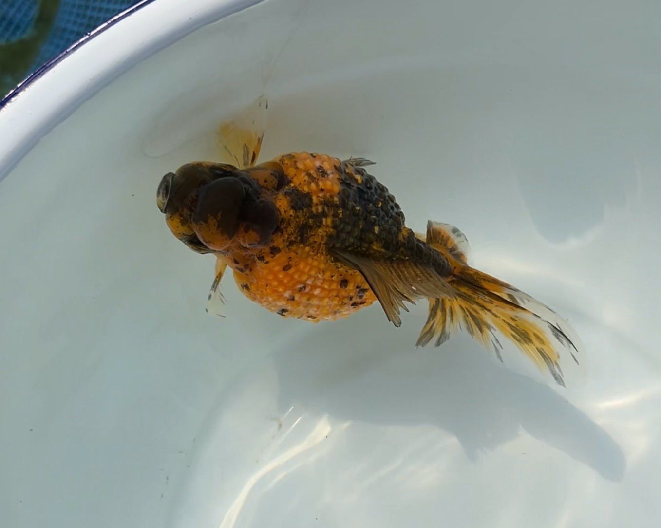 Tiger Crown Pearlscale (F, 5.25”) - Free Shipping