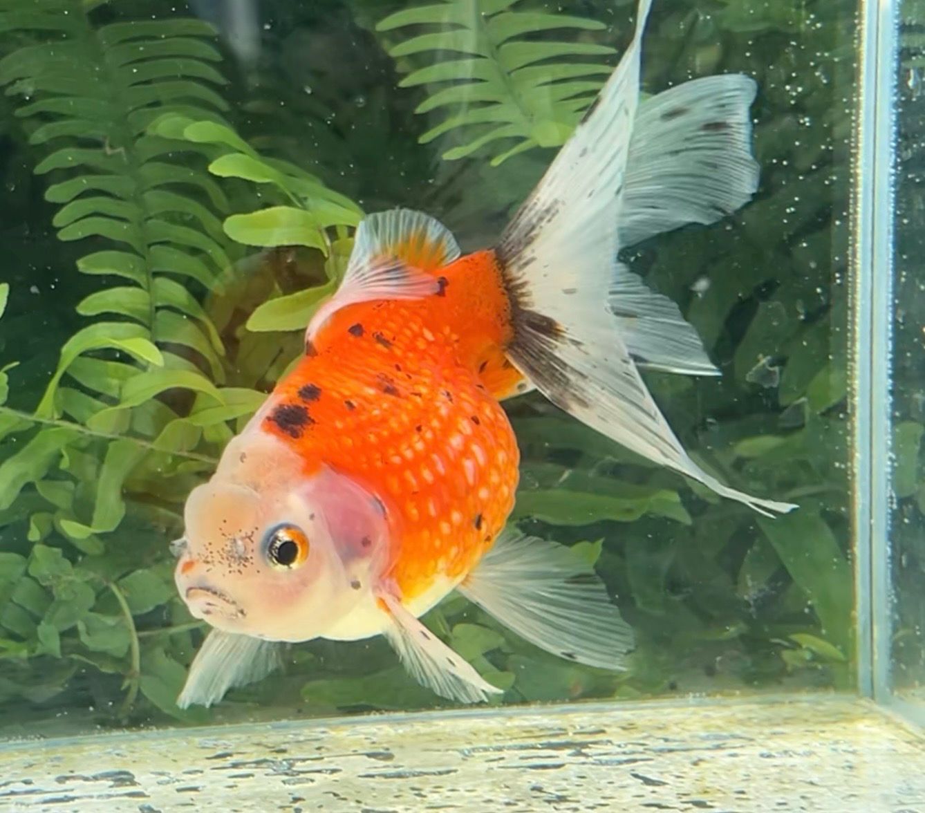 Calico Crown Pearlscale (F, 5”) - Free Shipping