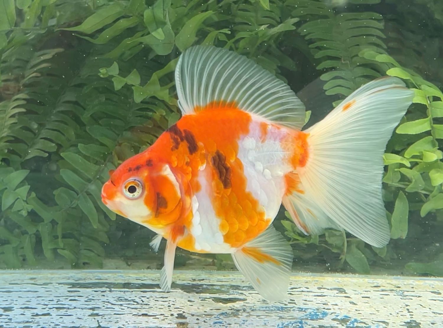 Gold And Silver Coin Tri-color Broadtail Ryukin (F, 5”) - Free Shipping