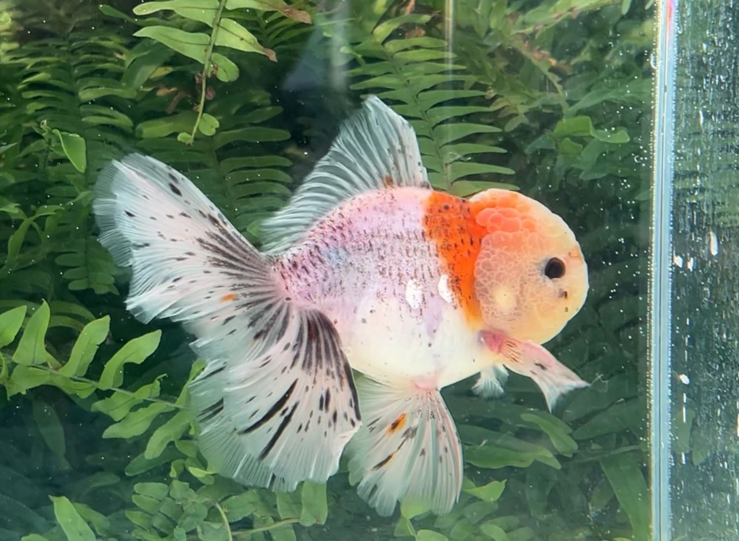 Calico Rosetail Oranda (M, 5.5”) - Free Shipping