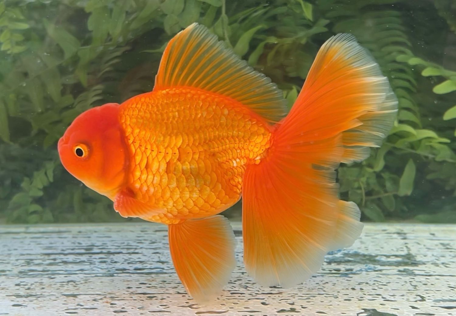 Red Peonytail Oranda (M, 5.5”) - Free Shipping