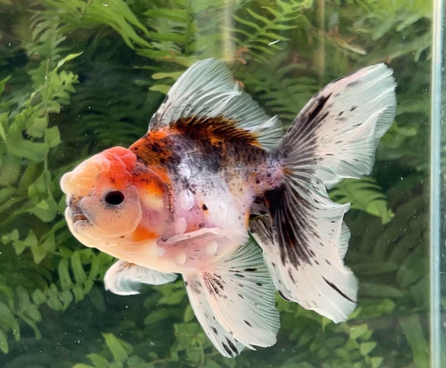 Calico Rosetail Oranda (M, 5”) - Free Shipping
