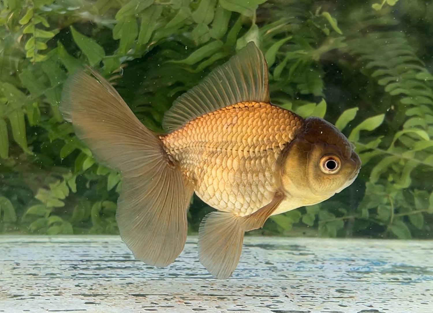 Bronze Rosetail Oranda (F, 5”) - Free Shipping