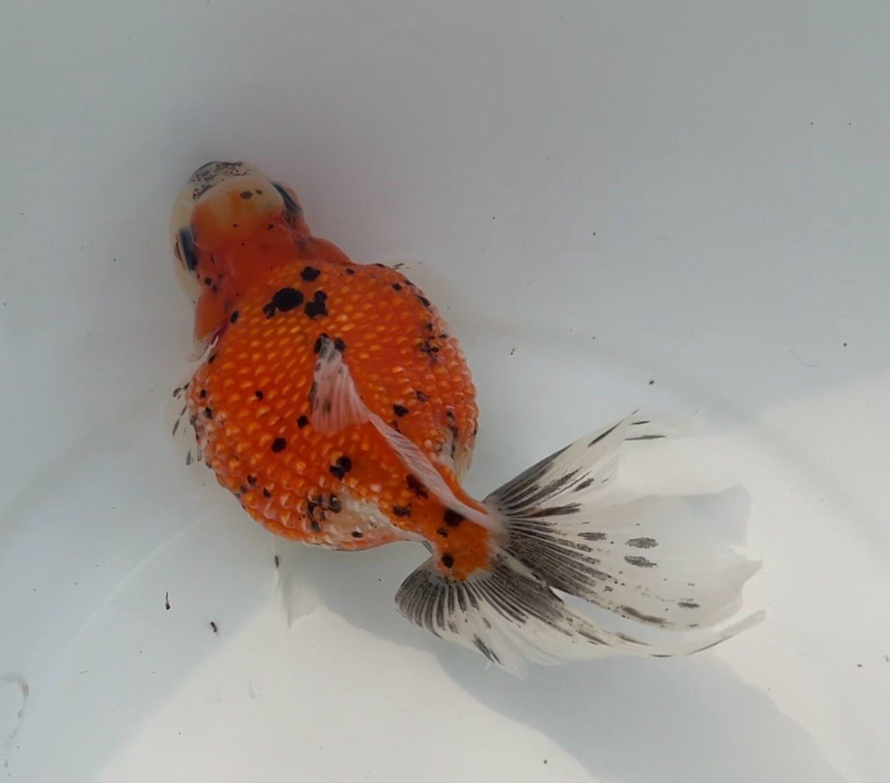 Calico Crown Pearlscale (F, 5”) - Free Shipping