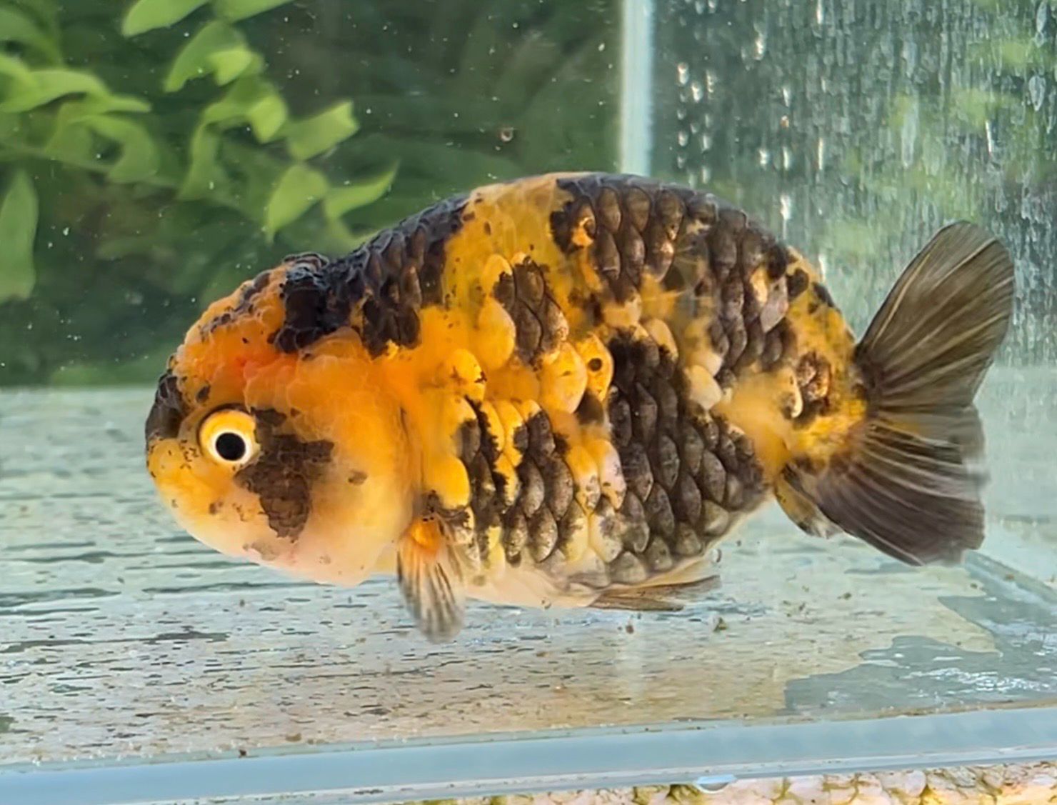 Gold Coin Tiger Yuanbao Ranchu (F, 3.5”) - Free Shipping