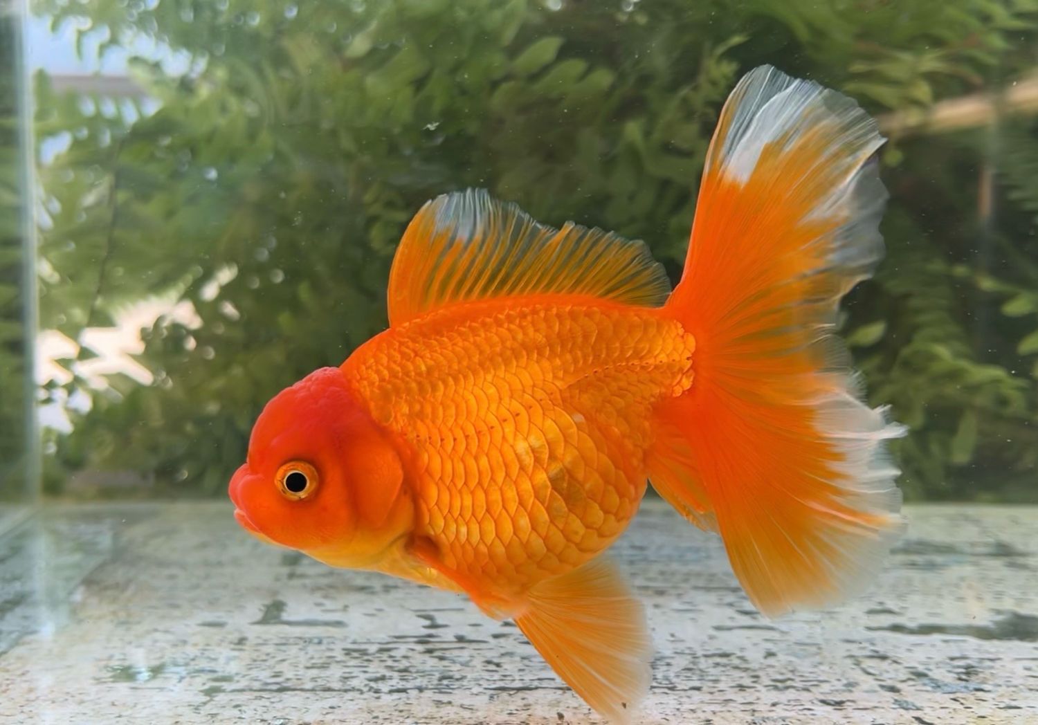 Red Peonytail Oranda (F, 5.5”) - Free Shipping