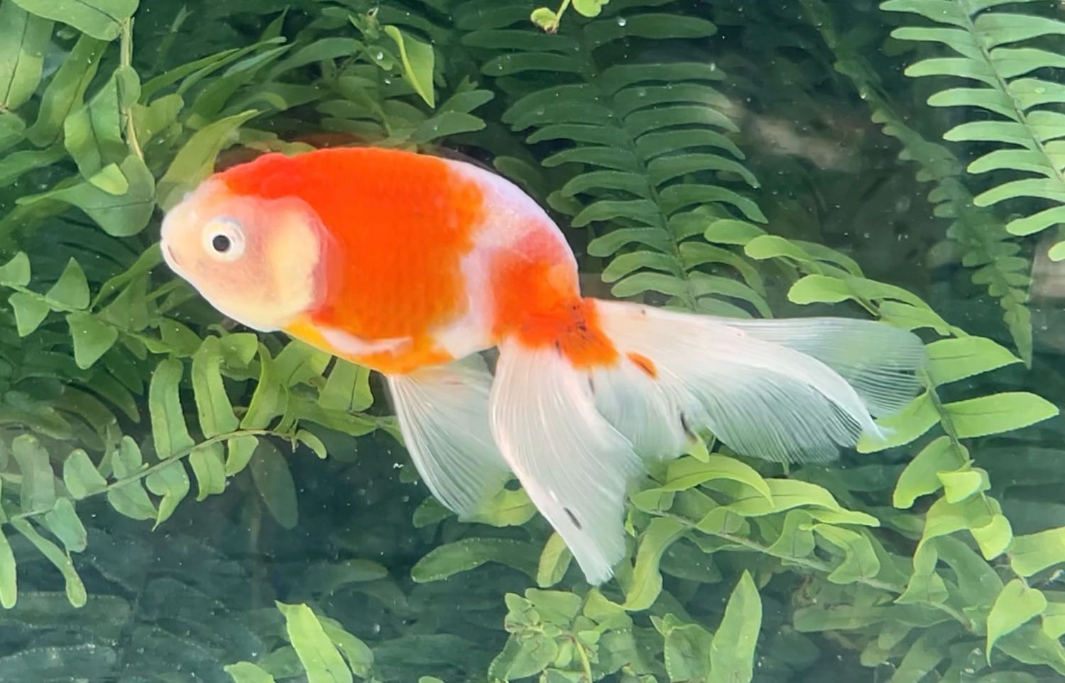 Sakura Phoenixtail Ranchu (F, 4.5”) - Free Shipping