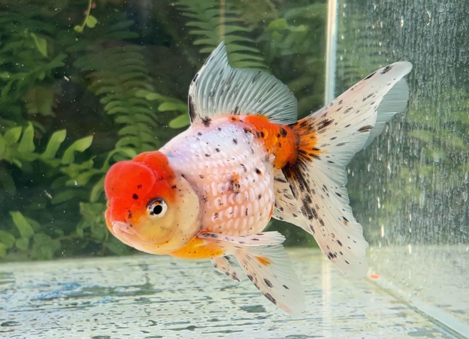 Red Crown Calico Crown Pearlscale (M, 5.5”) - Free Shipping