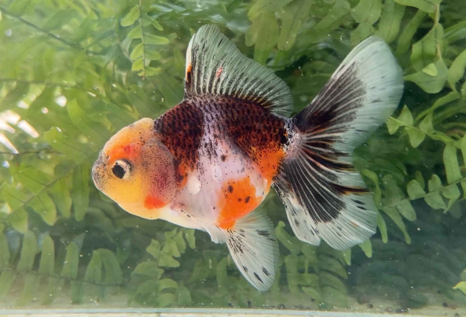 Calico Rosetail Oranda (F, 4.5”) - Free Shipping