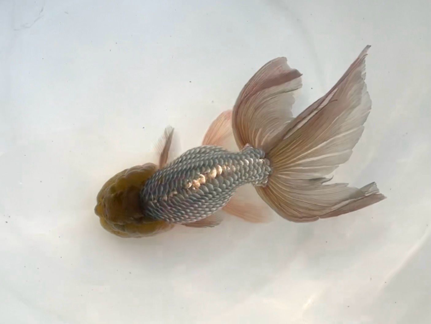 Blue Orchidtail Lionhead (M, 6”) - Free Shipping