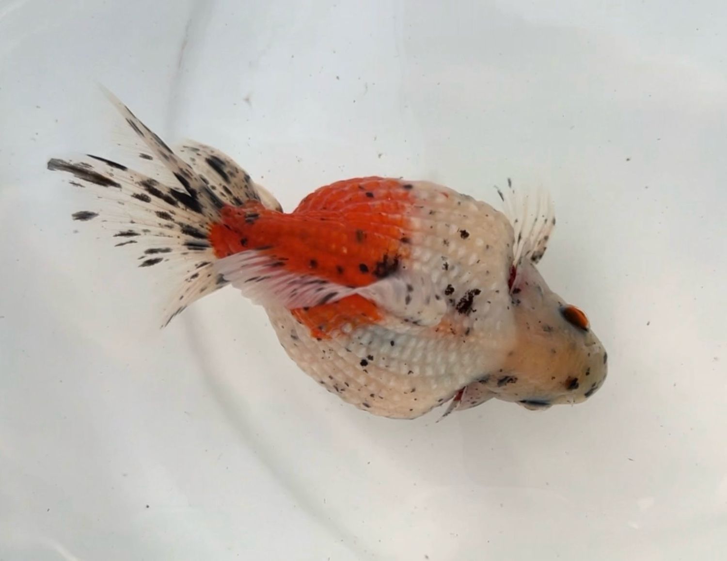Calico Mousehead Pearlscale (M, 4.5”) - Free Shipping