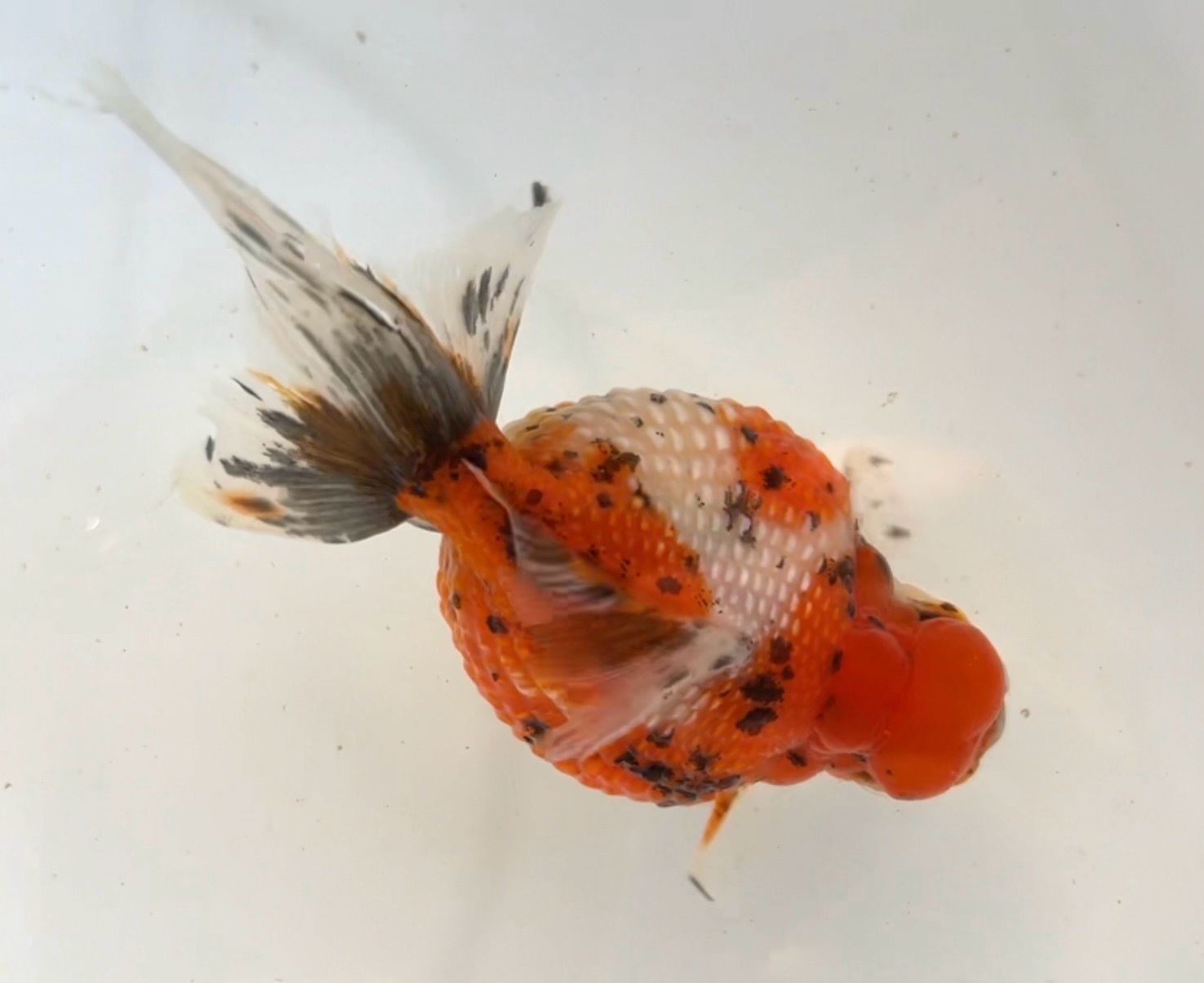 Calico Crown Pearlscale (M, 4”) - Free Shipping